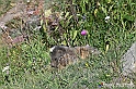 VBS_1 -  Plateau du Mont-Cenise, Grand Croix, Marmotte_-_0044 mt